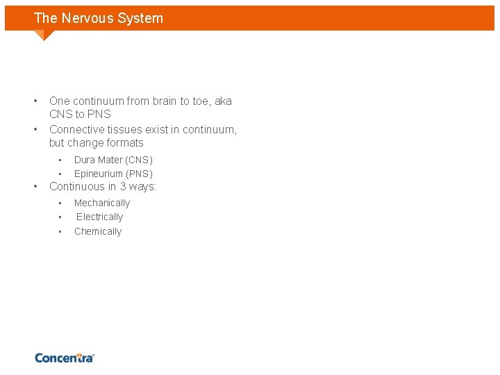 The Nervous System • • One continuum from brain to toe, aka CNS to