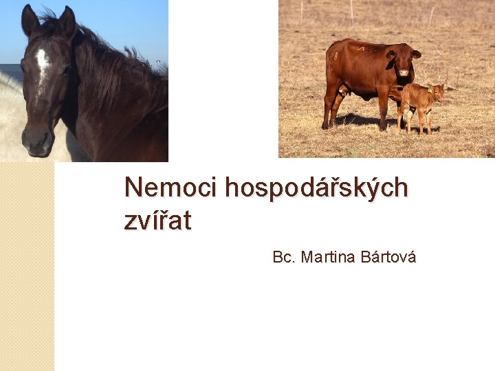 Nemoci hospodářských zvířat Bc. Martina Bártová 