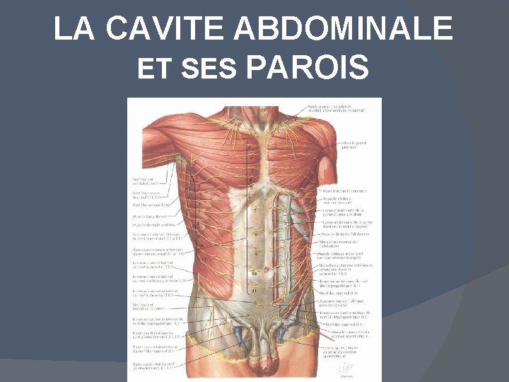 LA CAVITE ABDOMINALE ET SES PAROIS 