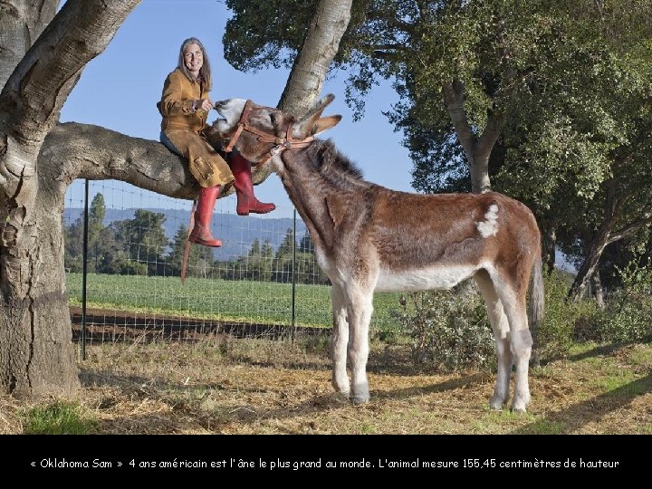 Zeus, le plus grand chien du monde qui engloutit 14 kilos de viande par