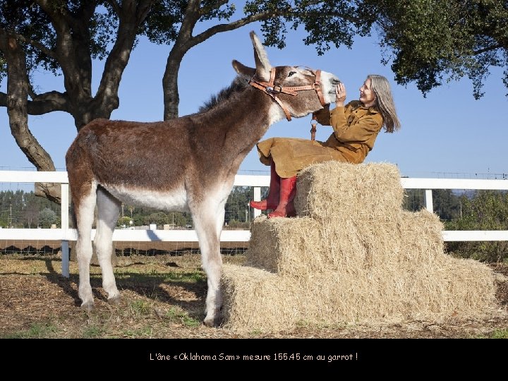 Zeus, le plus grand chien du monde qui engloutit 14 kilos de viande par