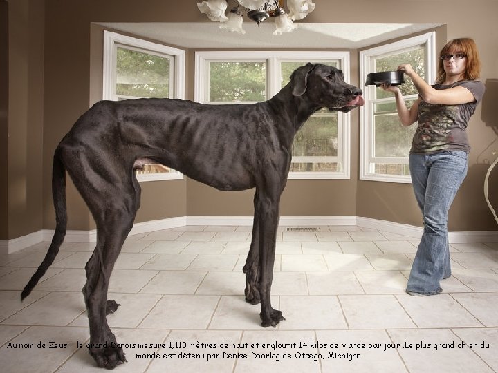 Zeus, le plus grand chien du monde qui engloutit 14 kilos de viande par