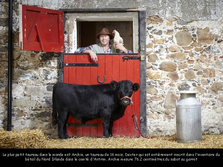 Le plus petit taureau dans le monde est Archie, un taureau de 16 mois,