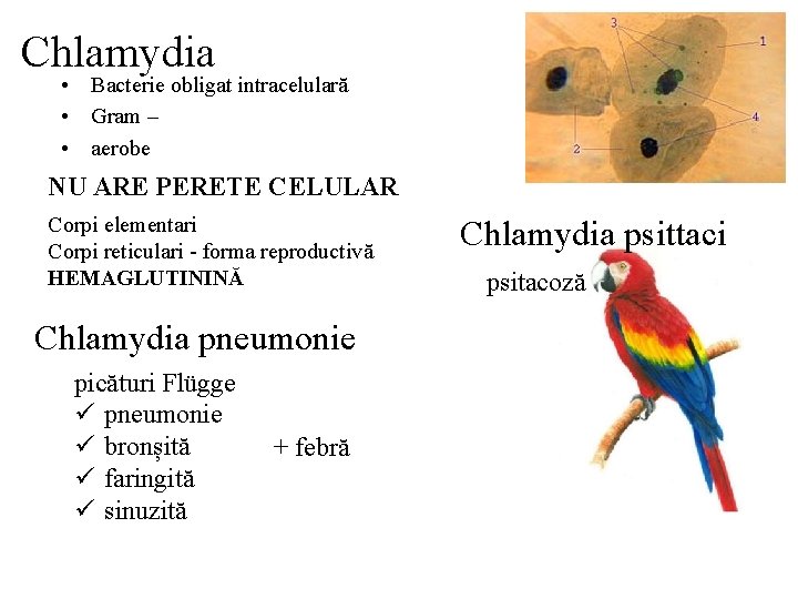 Chlamydia • Bacterie obligat intracelulară • Gram – • aerobe NU ARE PERETE CELULAR