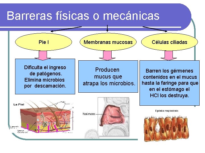 Barreras físicas o mecánicas Pie l Dificulta el ingreso de patógenos. Elimina microbios por