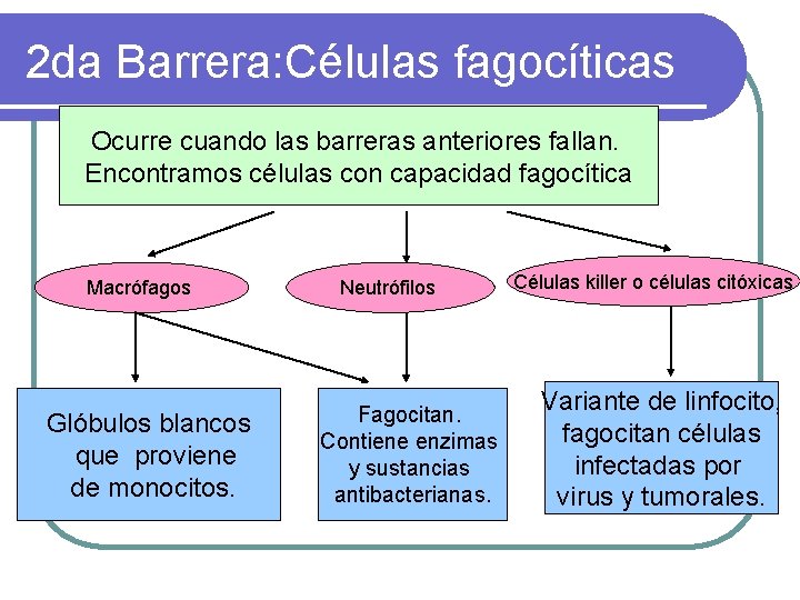 2 da Barrera: Células fagocíticas Ocurre cuando las barreras anteriores fallan. Encontramos células con