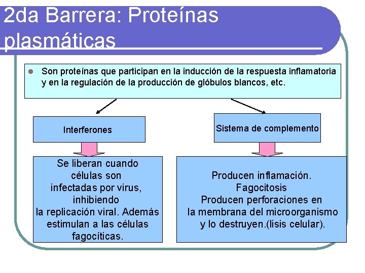 2 da Barrera: Proteínas plasmáticas l Son proteínas que participan en la inducción de