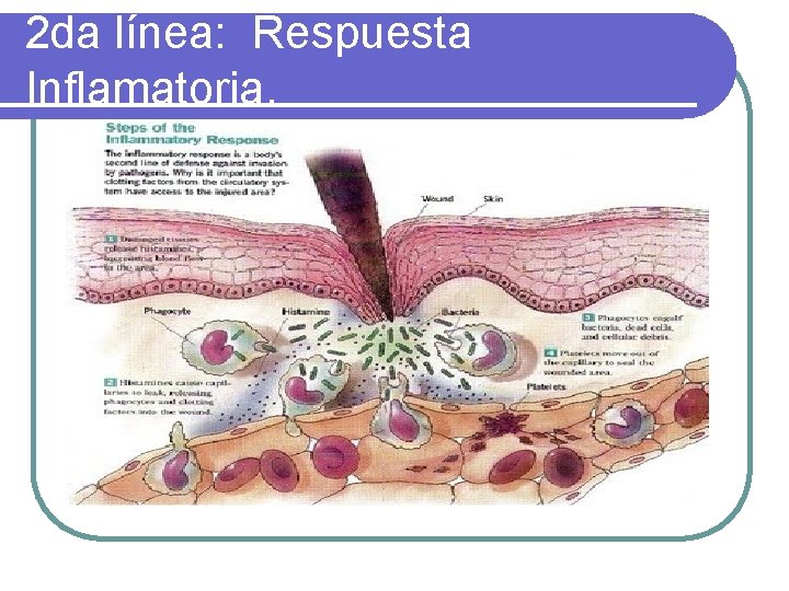 2 da línea: Respuesta Inflamatoria. 