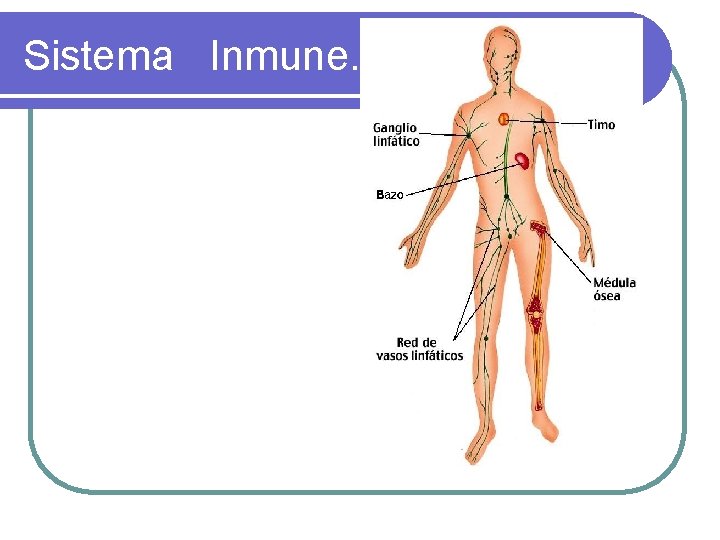 Sistema Inmune. 