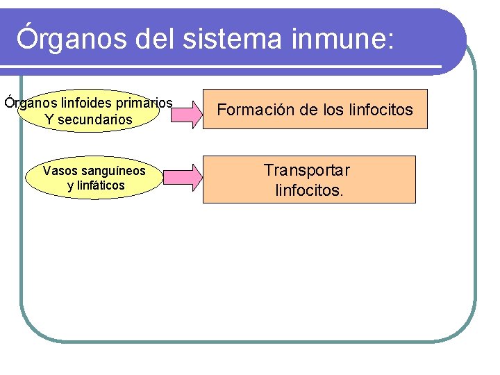 Órganos del sistema inmune: Órganos linfoides primarios Y secundarios Vasos sanguíneos y linfáticos Formación