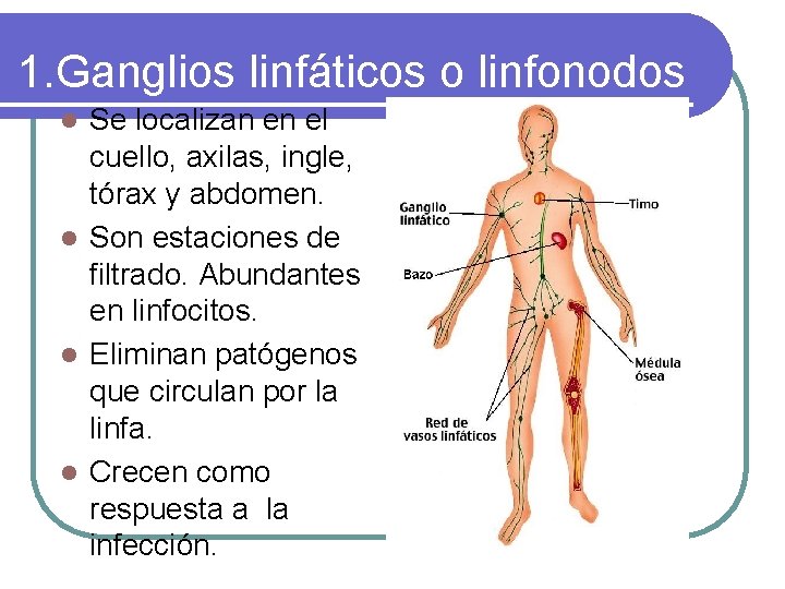 1. Ganglios linfáticos o linfonodos Se localizan en el cuello, axilas, ingle, tórax y