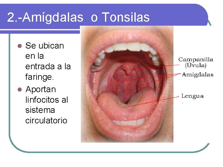 2. -Amígdalas o Tonsilas Se ubican en la entrada a la faringe. l Aportan