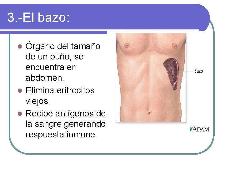 3. -El bazo: Órgano del tamaño de un puño, se encuentra en abdomen. l