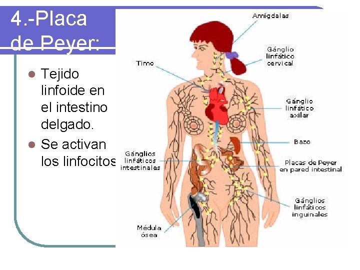 4. -Placa de Peyer: Tejido linfoide en el intestino delgado. l Se activan los