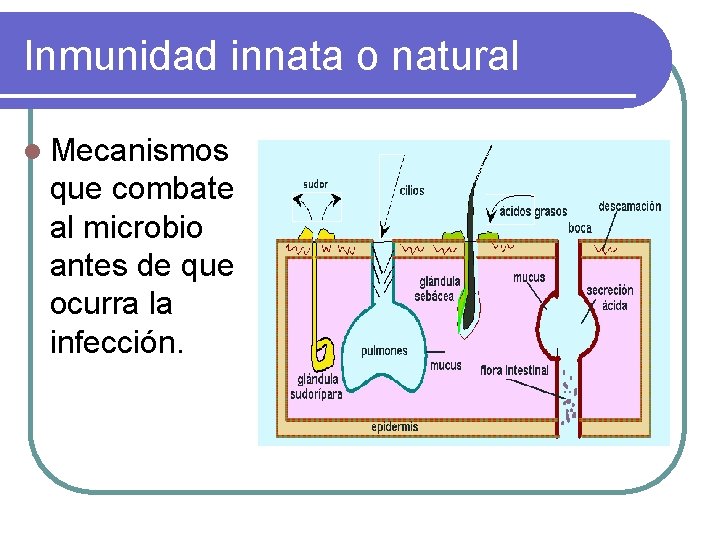Inmunidad innata o natural l Mecanismos que combate al microbio antes de que ocurra