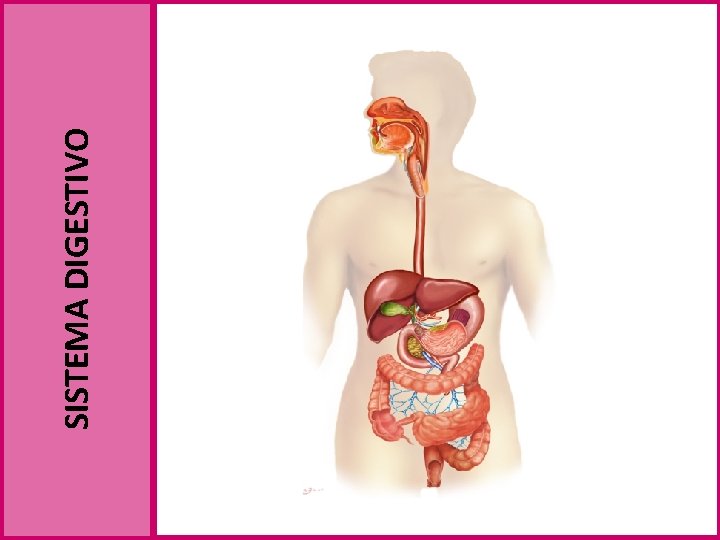 SISTEMA DIGESTIVO 