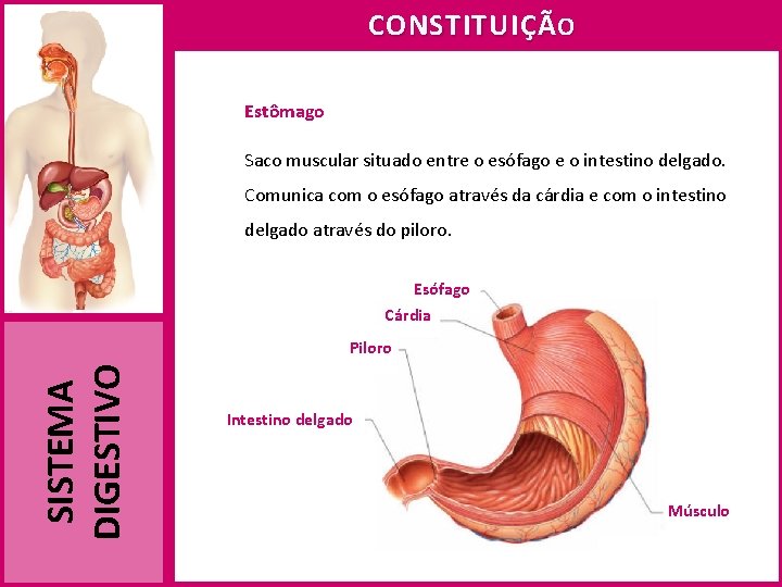 CONSTITUIÇÃ O Estômago Saco muscular situado entre o esófago e o intestino delgado. Comunica