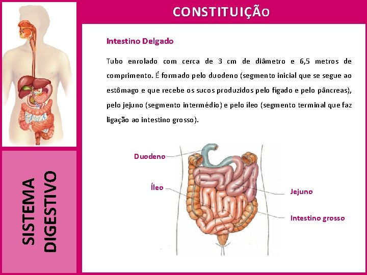 CONSTITUIÇÃ O Intestino Delgado Tubo enrolado com cerca de 3 cm de diâmetro e