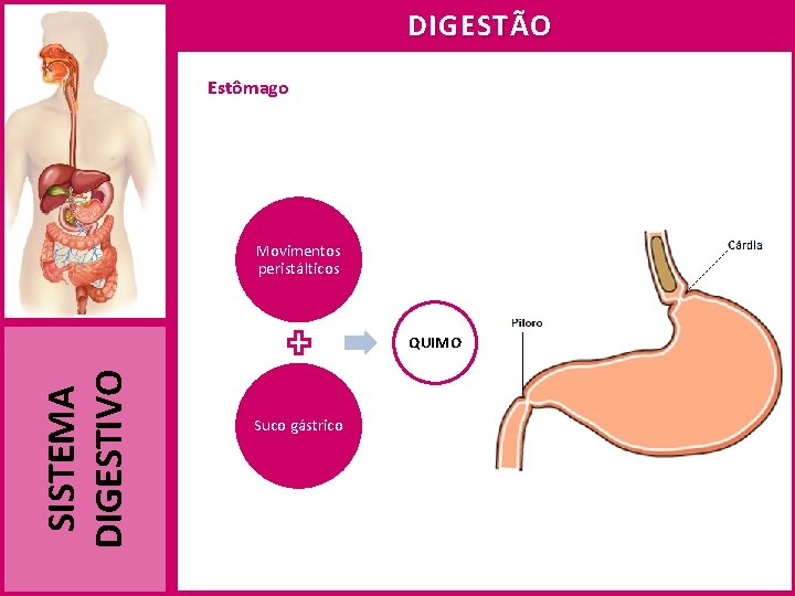 DIGESTÃO Estômago Movimentos peristálticos SISTEMA DIGESTIVO QUIMO Suco gástrico 