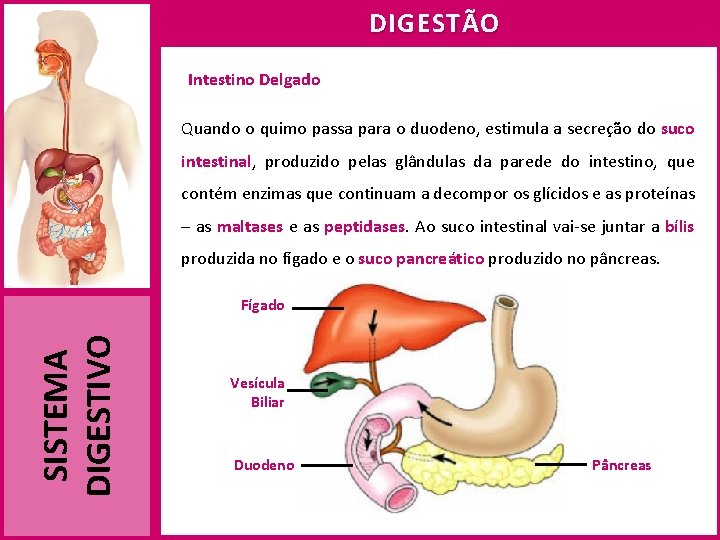 DIGESTÃO Intestino Delgado Quando o quimo passa para o duodeno, estimula a secreção do