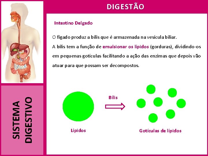 DIGESTÃO Intestino Delgado O fígado produz a bílis que é armazenada na vesícula biliar.