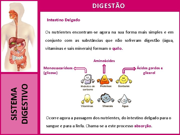 DIGESTÃO Intestino Delgado Os nutrientes encontram-se agora na sua forma mais simples e em