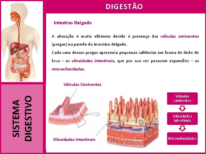 DIGESTÃO Intestino Delgado A absorção é muito eficiente devido à presença das válvulas coniventes