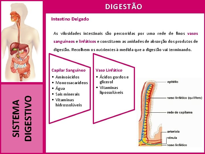 DIGESTÃO Intestino Delgado As vilosidades intestinais são percorridas por uma rede de finos vasos