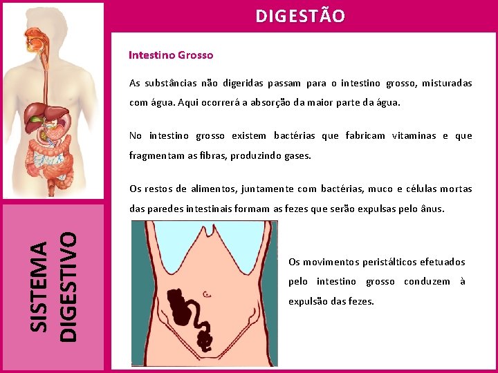 DIGESTÃO Intestino Grosso As substâncias não digeridas passam para o intestino grosso, misturadas com