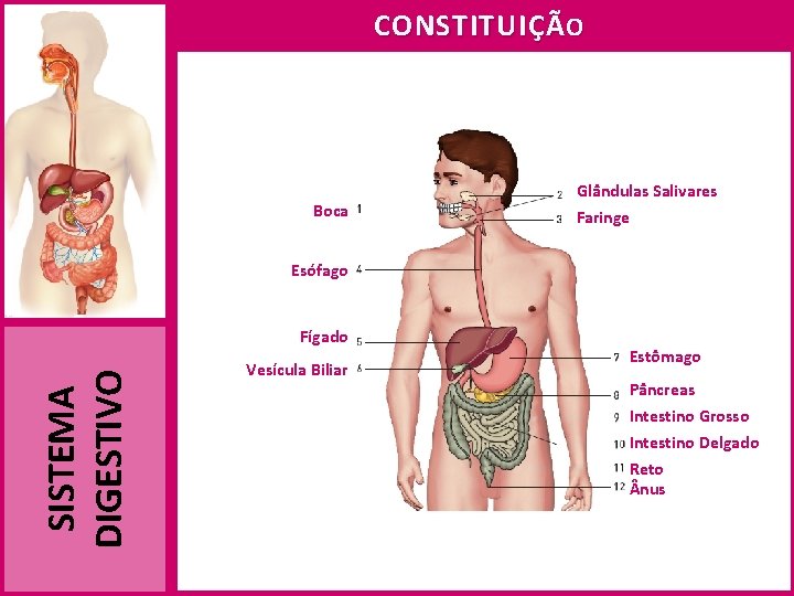 CONSTITUIÇÃ O Boca Glândulas Salivares Faringe Esófago SISTEMA DIGESTIVO Fígado Vesícula Biliar Estômago Pâncreas