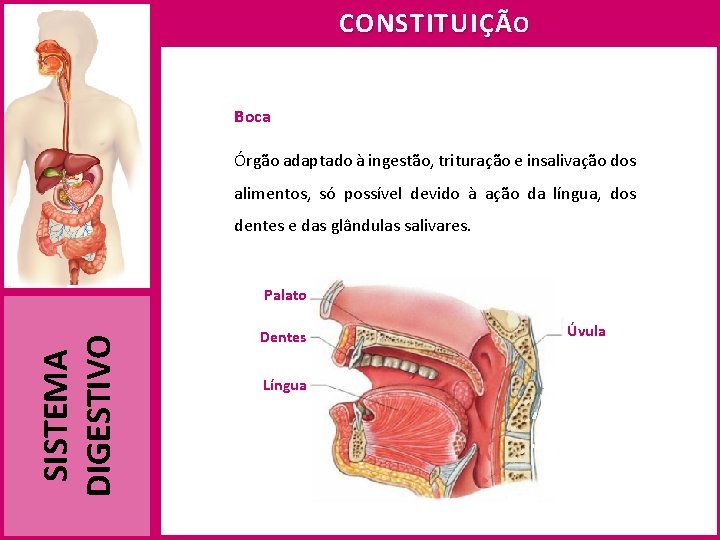 CONSTITUIÇÃ O Boca Órgão adaptado à ingestão, trituração e insalivação dos alimentos, só possível