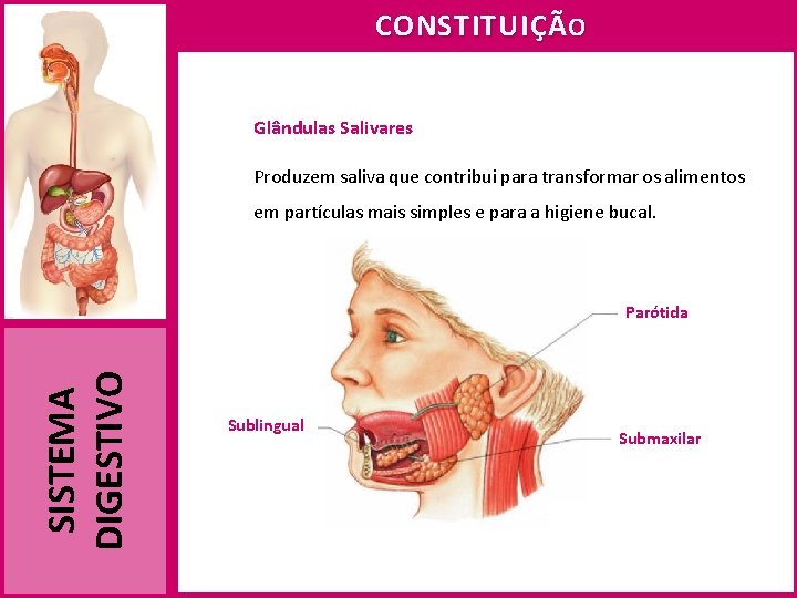 CONSTITUIÇÃ O Glândulas Salivares Produzem saliva que contribui para transformar os alimentos em partículas