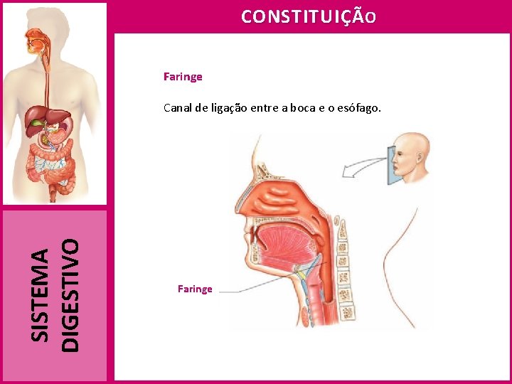 CONSTITUIÇÃ O Faringe SISTEMA DIGESTIVO Canal de ligação entre a boca e o esófago.