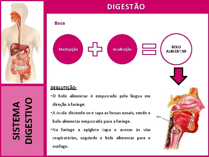 DIGESTÃO Boca Mastigação Insalivação SISTEMA DIGESTIVO DEGLUTIÇÃO: • O bolo alimentar é empurrado pela