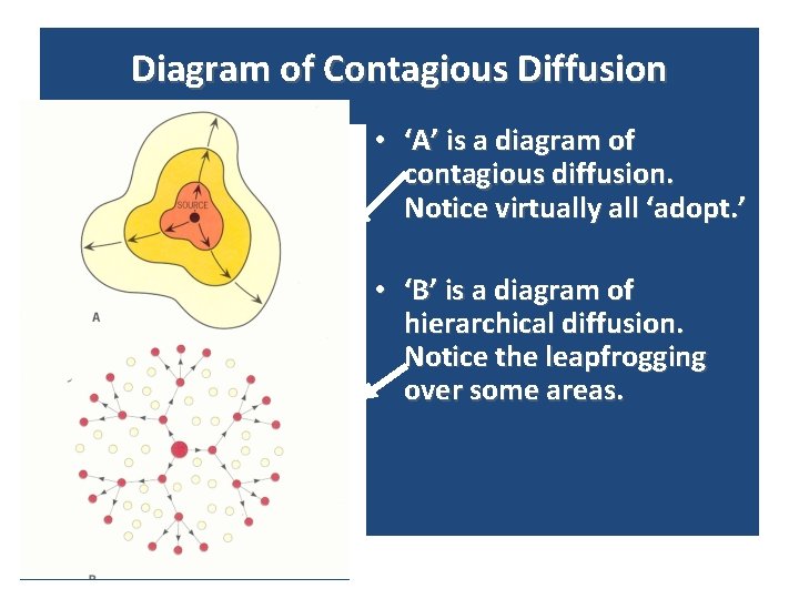 Diagram of Contagious Diffusion • ‘A’ is a diagram of contagious diffusion. Notice virtually