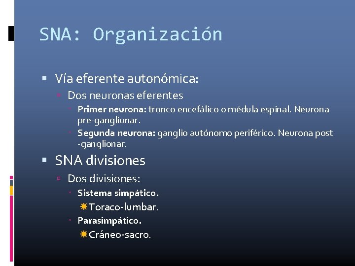 SNA: Organización Vía eferente autonómica: Dos neuronas eferentes Primer neurona: tronco encefálico o médula