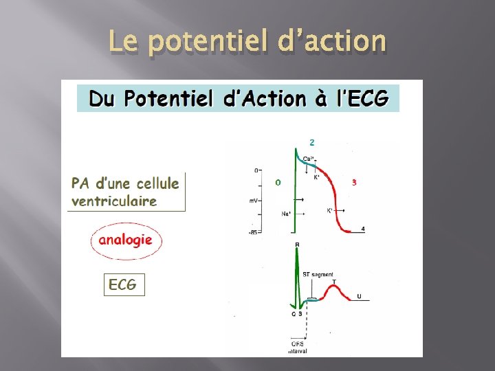 Le potentiel d’action 