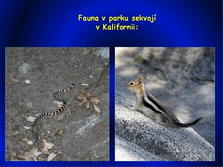 Fauna v parku sekvojí v Kalifornii: 