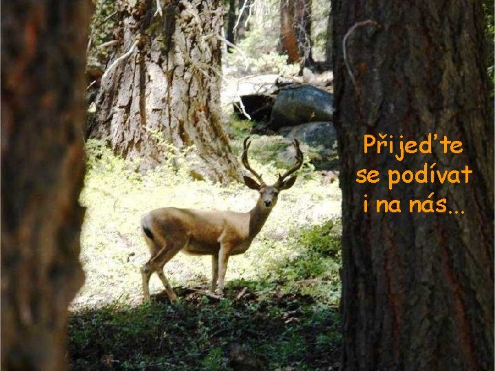 Přijeďte se podívat i na nás. . . Přijeďte se podívat i na nás. . .