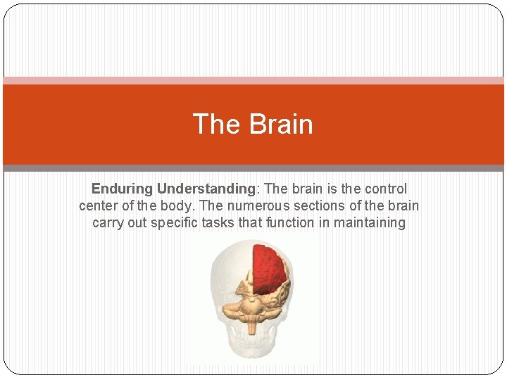The Brain Enduring Understanding: The brain is the control center of the body. The