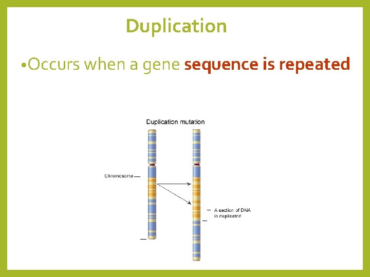 Duplication • Occurs when a gene sequence is repeated 