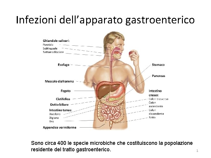 Infezioni dell’apparato gastroenterico Sono circa 400 le specie microbiche costituiscono la popolazione residente del