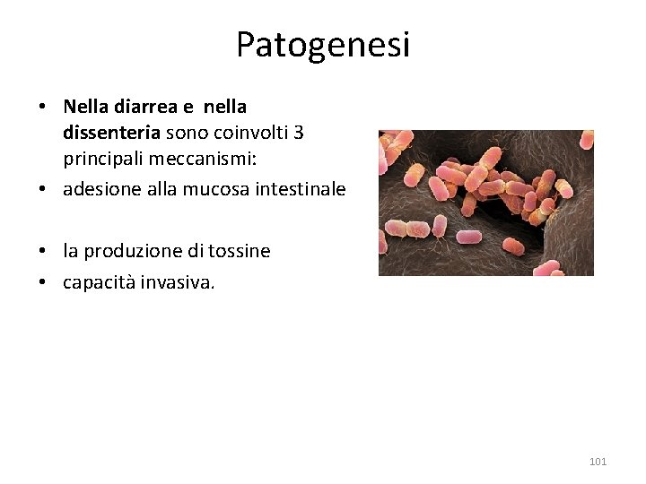 Patogenesi • Nella diarrea e nella dissenteria sono coinvolti 3 principali meccanismi: • adesione Patogenesi • Nella diarrea e nella dissenteria sono coinvolti 3 principali meccanismi: • adesione
