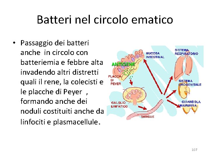 Batteri nel circolo ematico • Passaggio dei batteri anche in circolo con batteriemia e Batteri nel circolo ematico • Passaggio dei batteri anche in circolo con batteriemia e