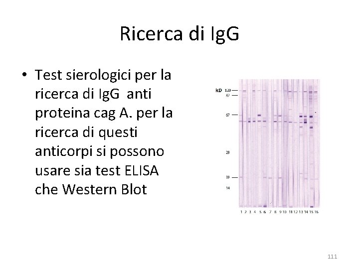 Ricerca di Ig. G • Test sierologici per la ricerca di Ig. G anti Ricerca di Ig. G • Test sierologici per la ricerca di Ig. G anti