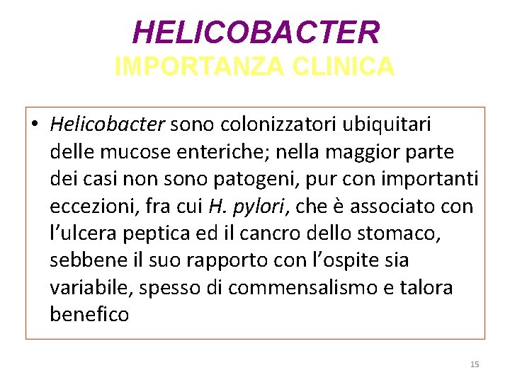 HELICOBACTER IMPORTANZA CLINICA • Helicobacter sono colonizzatori ubiquitari delle mucose enteriche; nella maggior parte