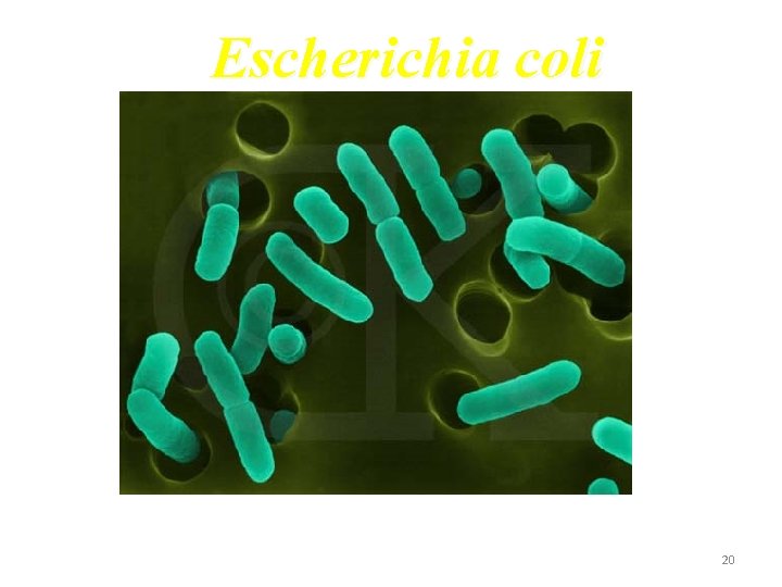 Escherichia coli 20 
