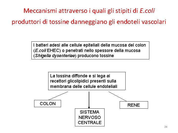 Meccanismi attraverso i quali gli stipiti di E. coli produttori di tossine danneggiano gli