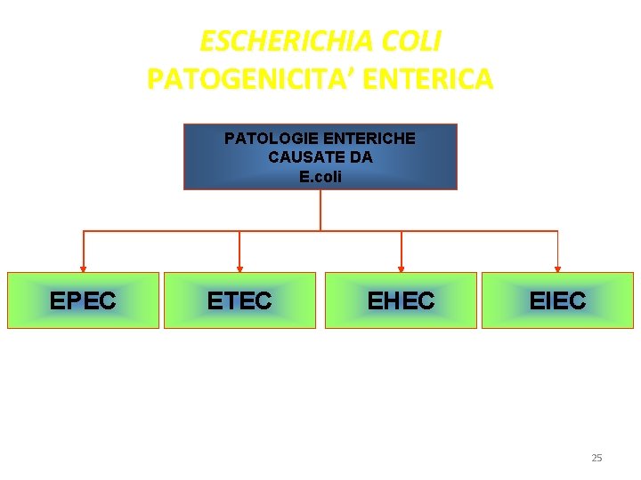 ESCHERICHIA COLI PATOGENICITA’ ENTERICA PATOLOGIE ENTERICHE CAUSATE DA E. coli EPEC ETEC EHEC EIEC