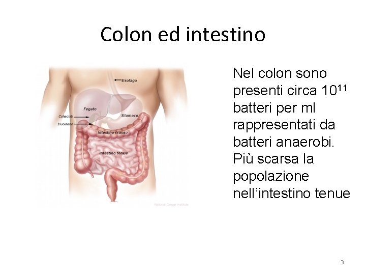 Colon ed intestino Nel colon sono presenti circa 1011 batteri per ml rappresentati da